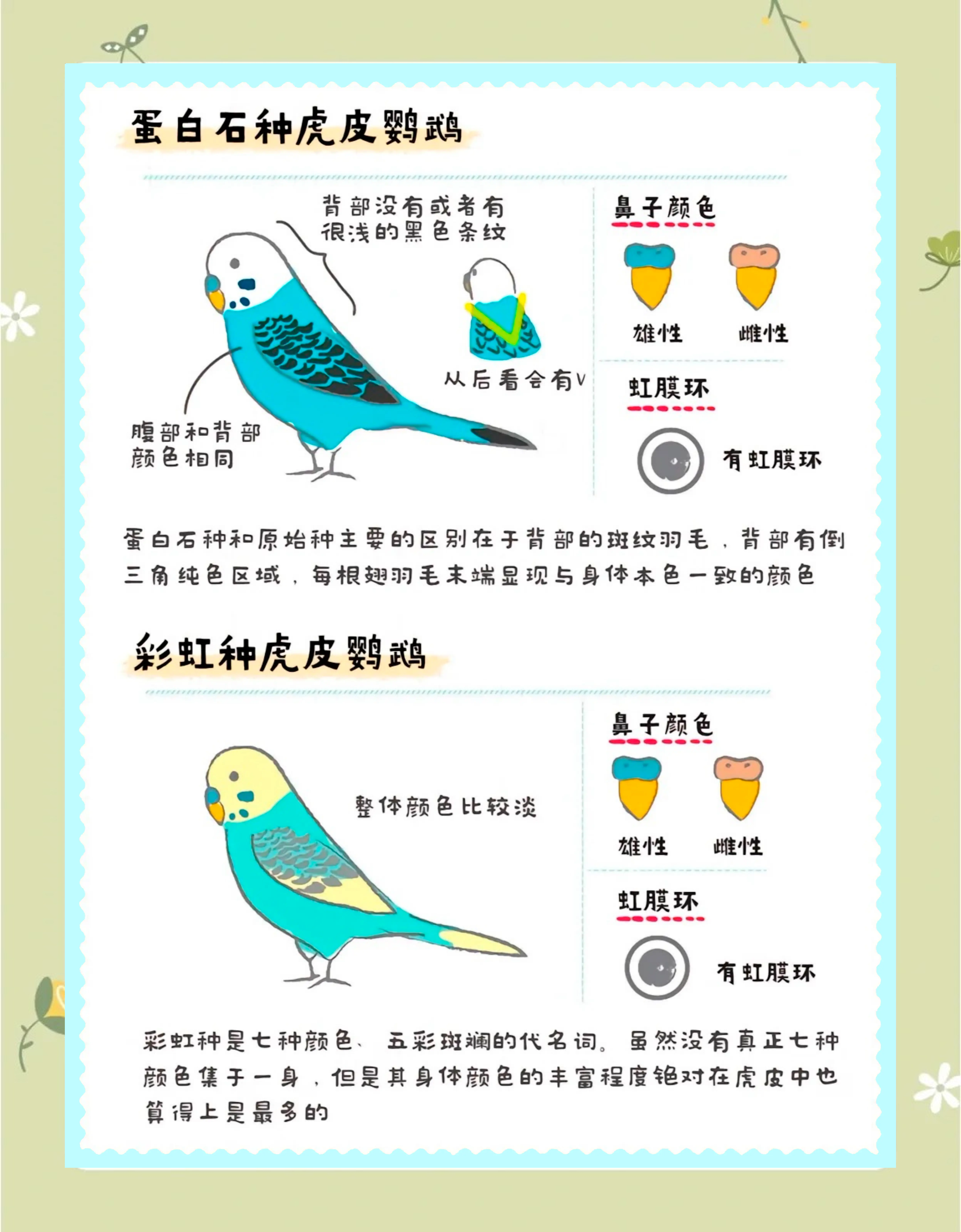 鹦鹉的叫法