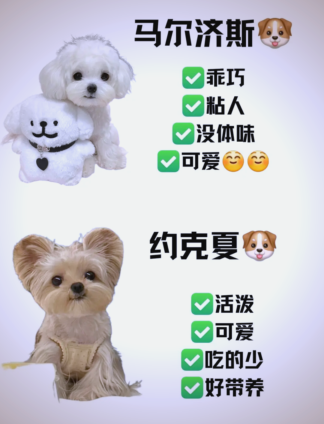 约克夏怎么养最好